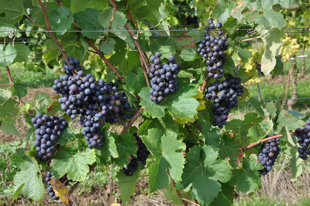 Blauer Heunisch