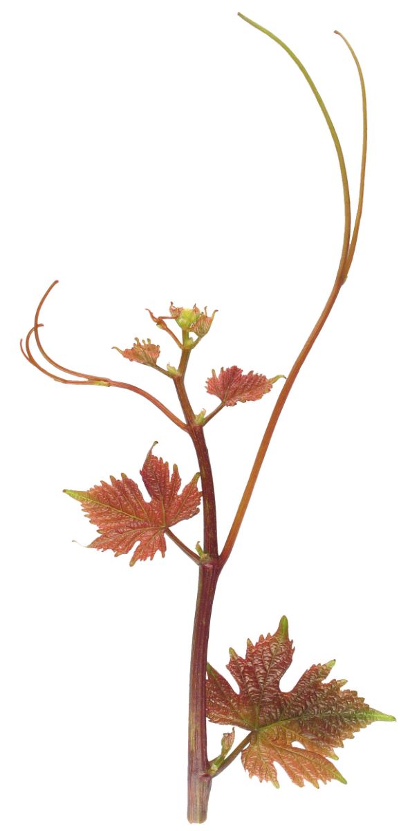 Chasselas à Bois Rouge