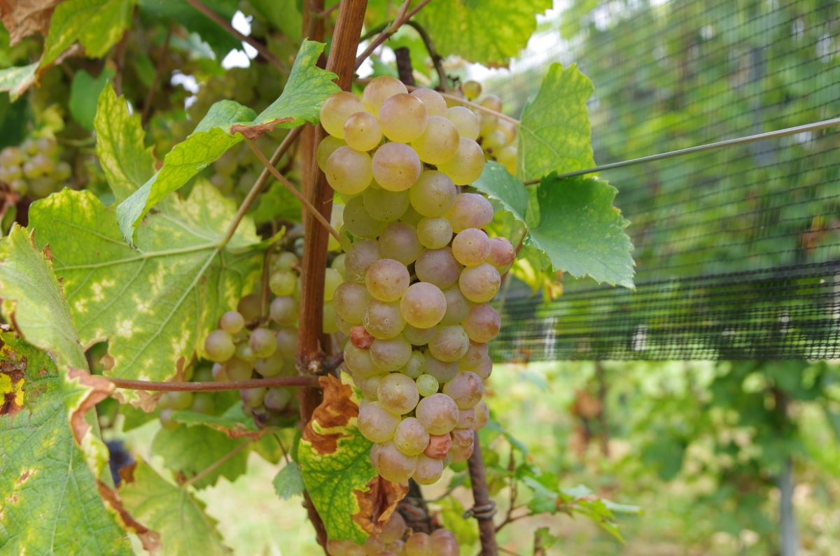 Dreifarbiger Heunisch