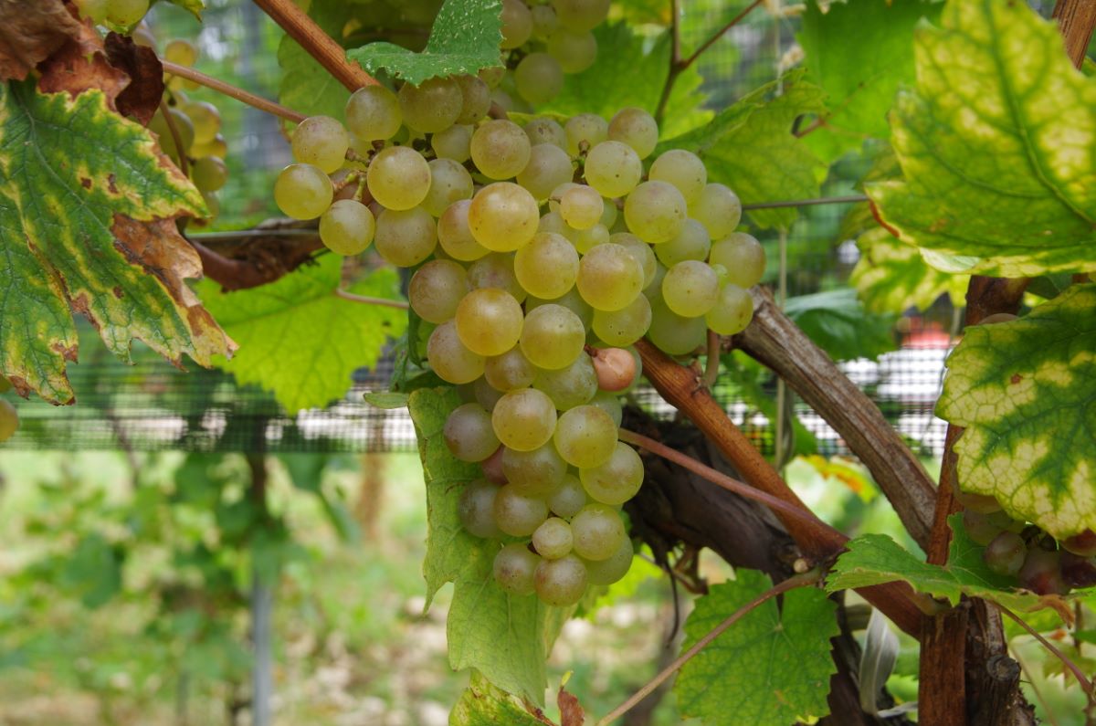 Dreifarbiger Heunisch