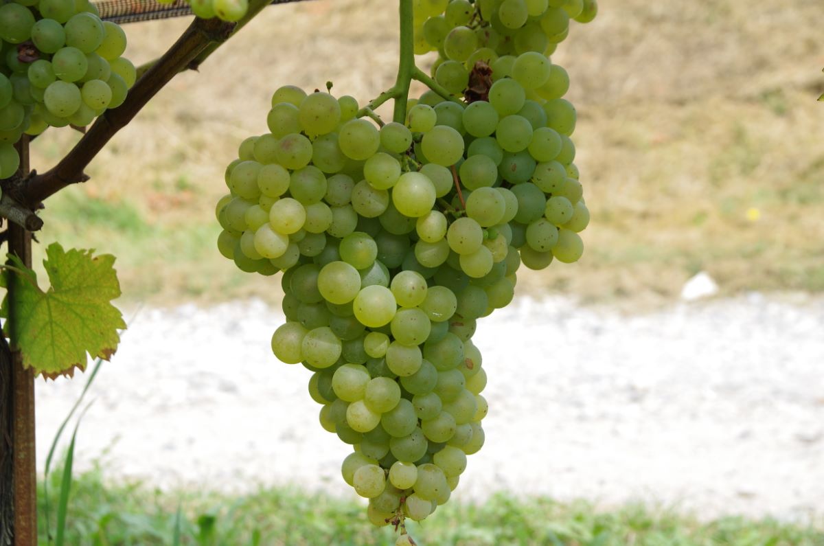 Bianco di Minusio Haldemann