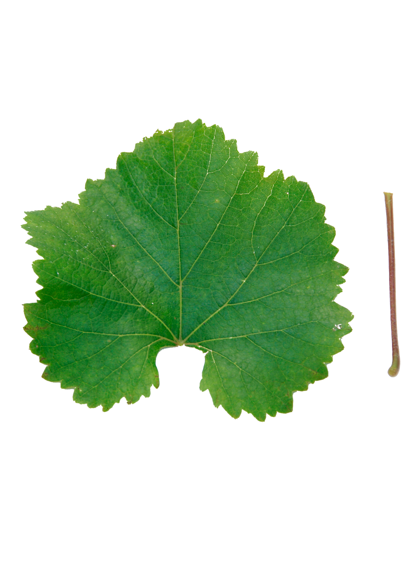 Bianco di Minusio Haldemann