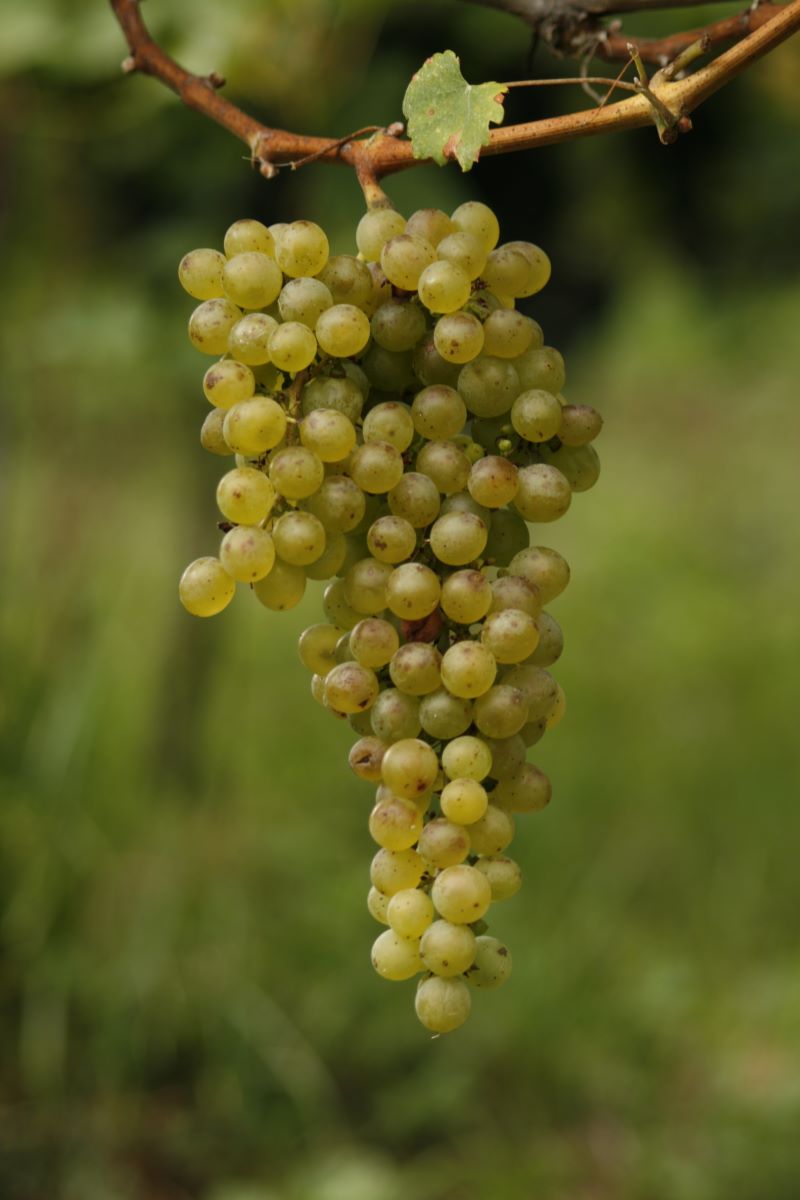 Bianco di Minusio Haldemann