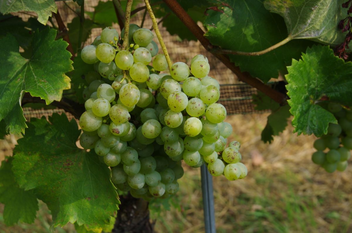 Bianco di Minusio Haldemann