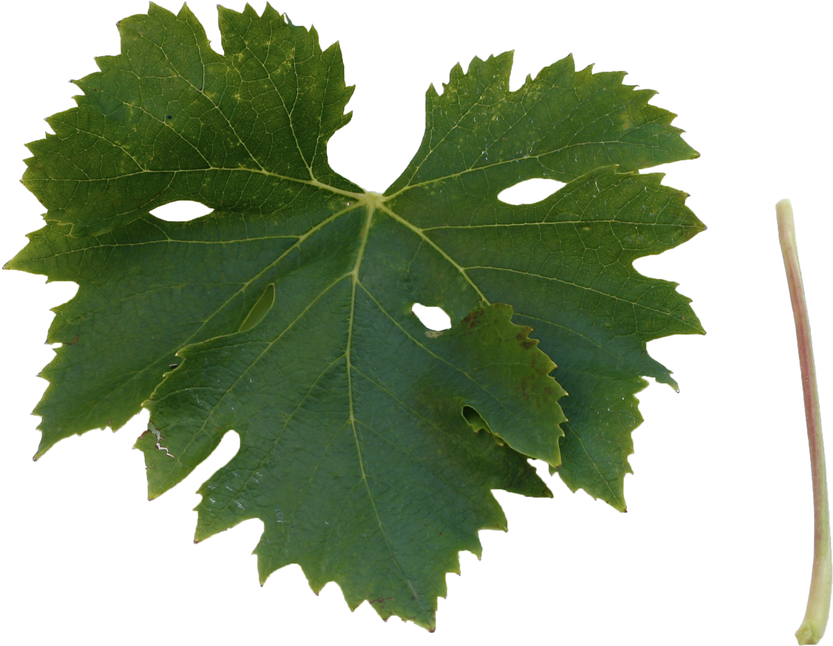 Moscato di Tenero