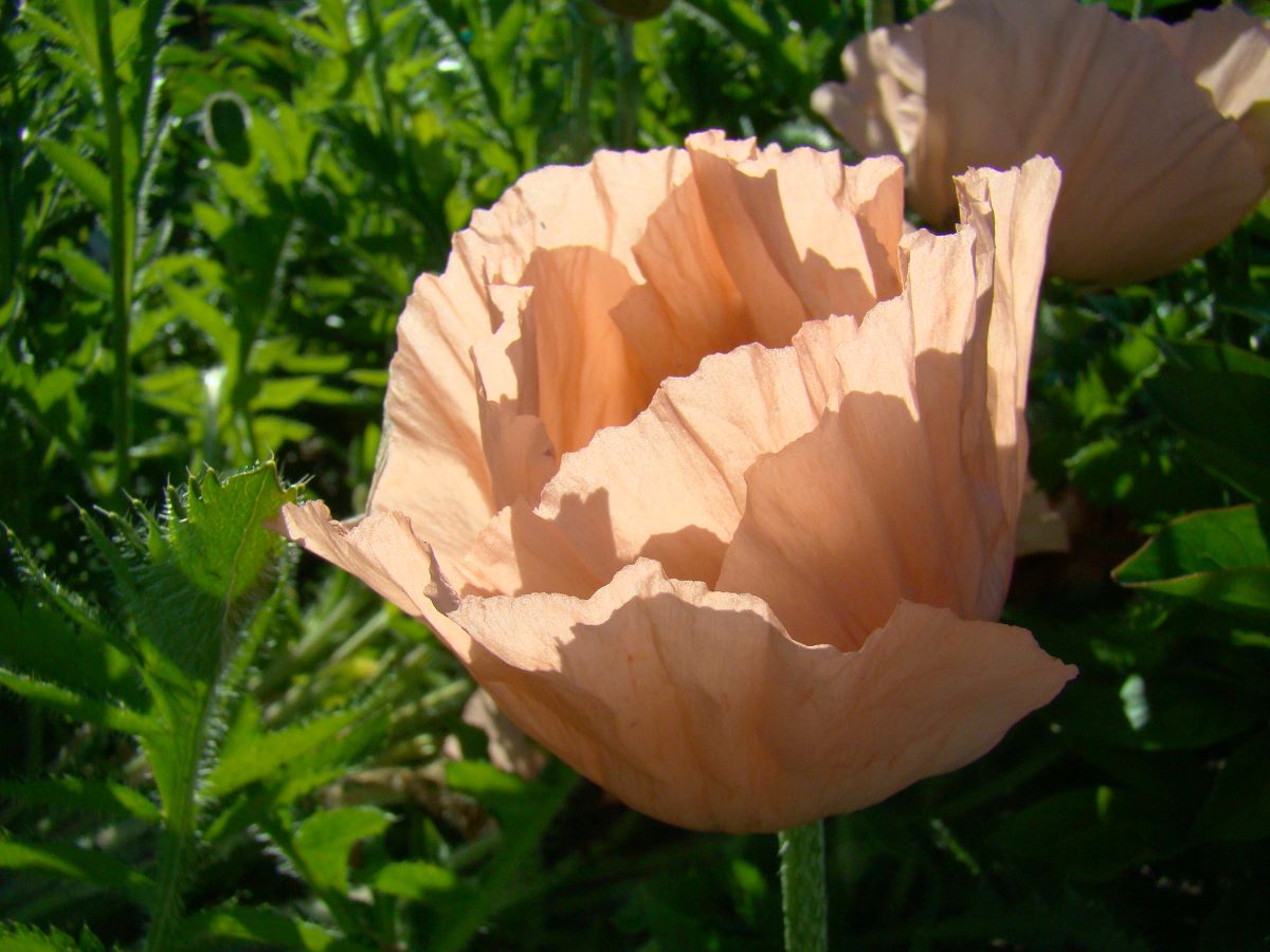 Prinzessin Viktoria Luise