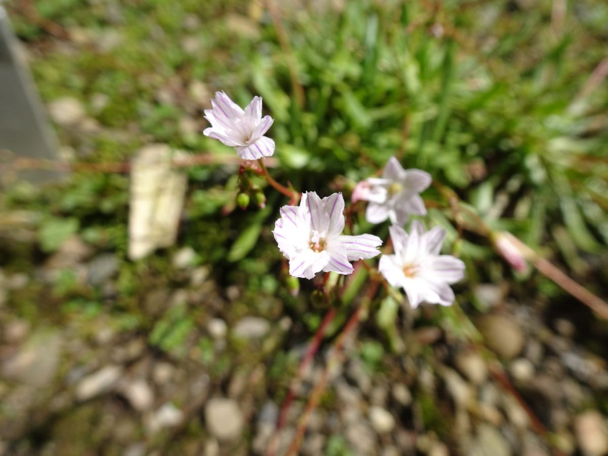 Edithae