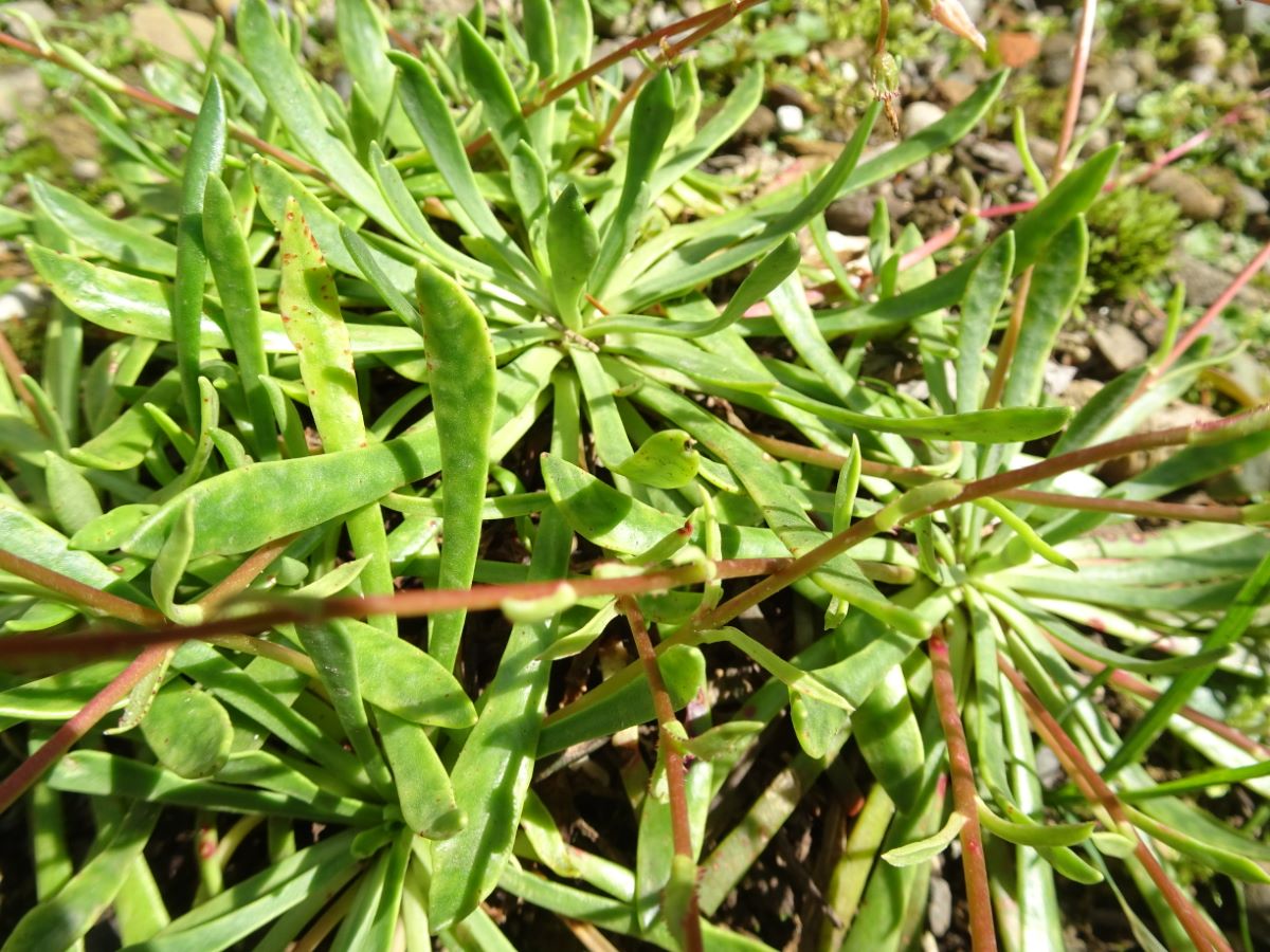 Edithae