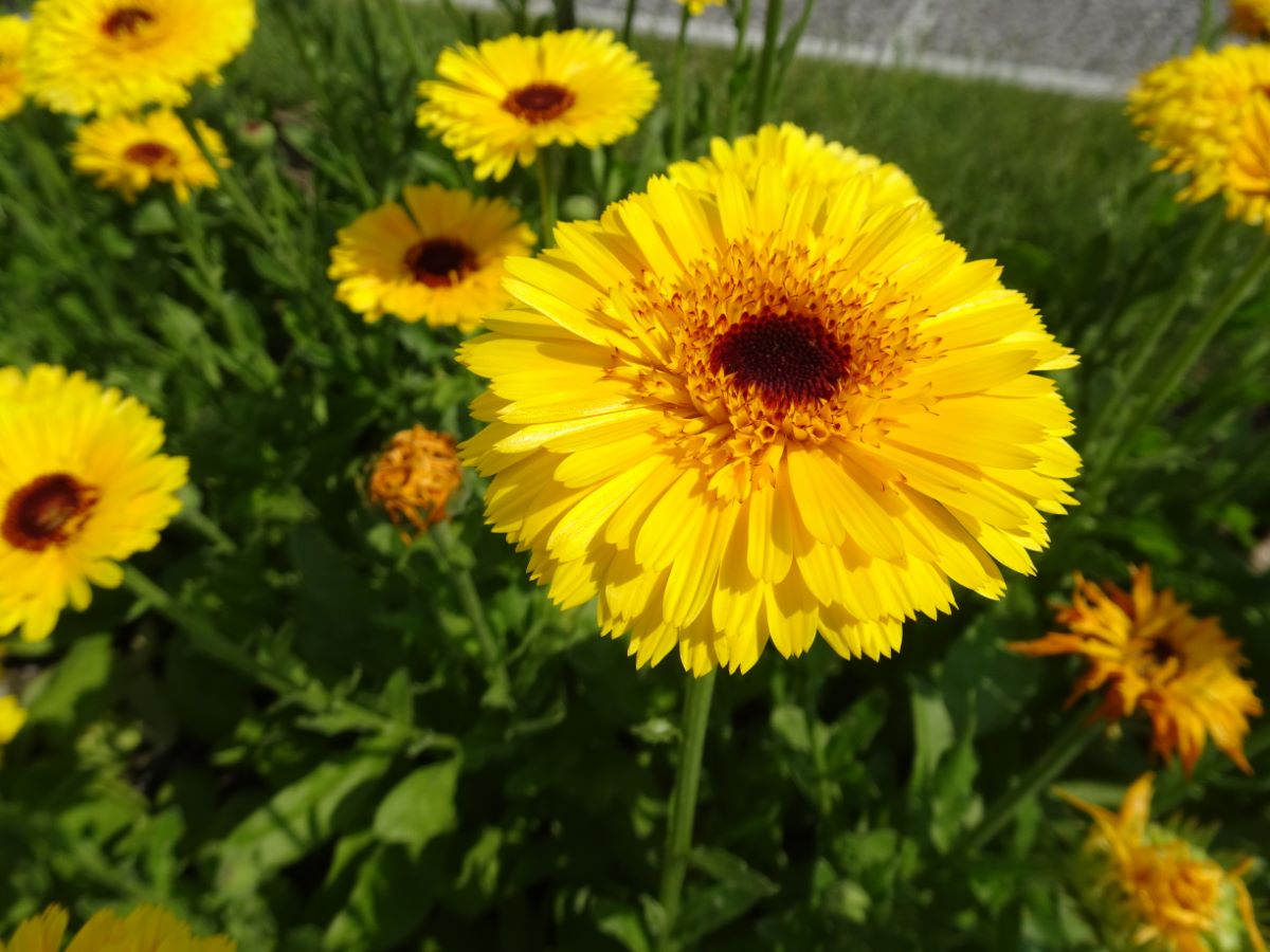 Princess Golden Black Center