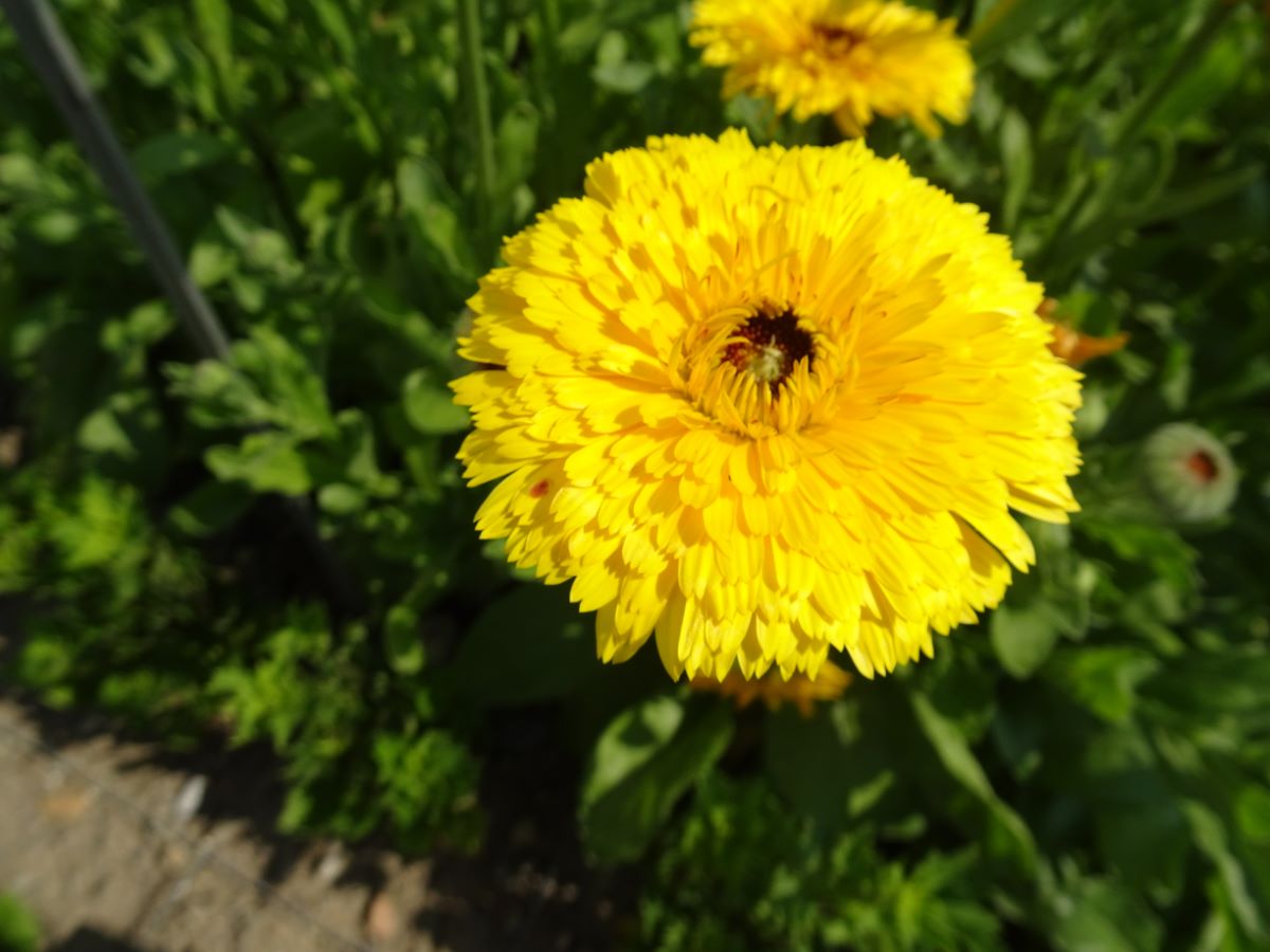 Princess Golden Black Center