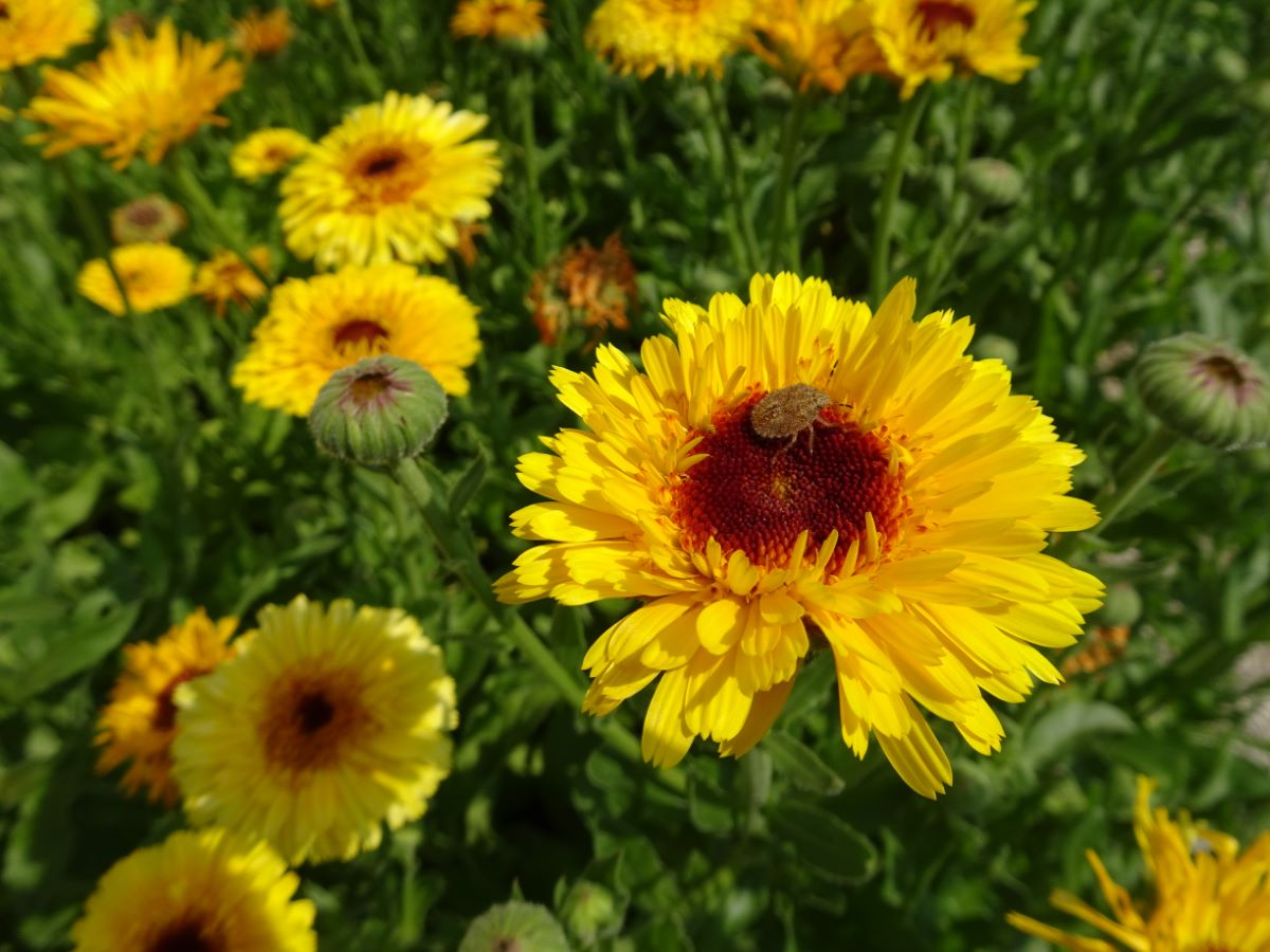 Princess Golden Black Center