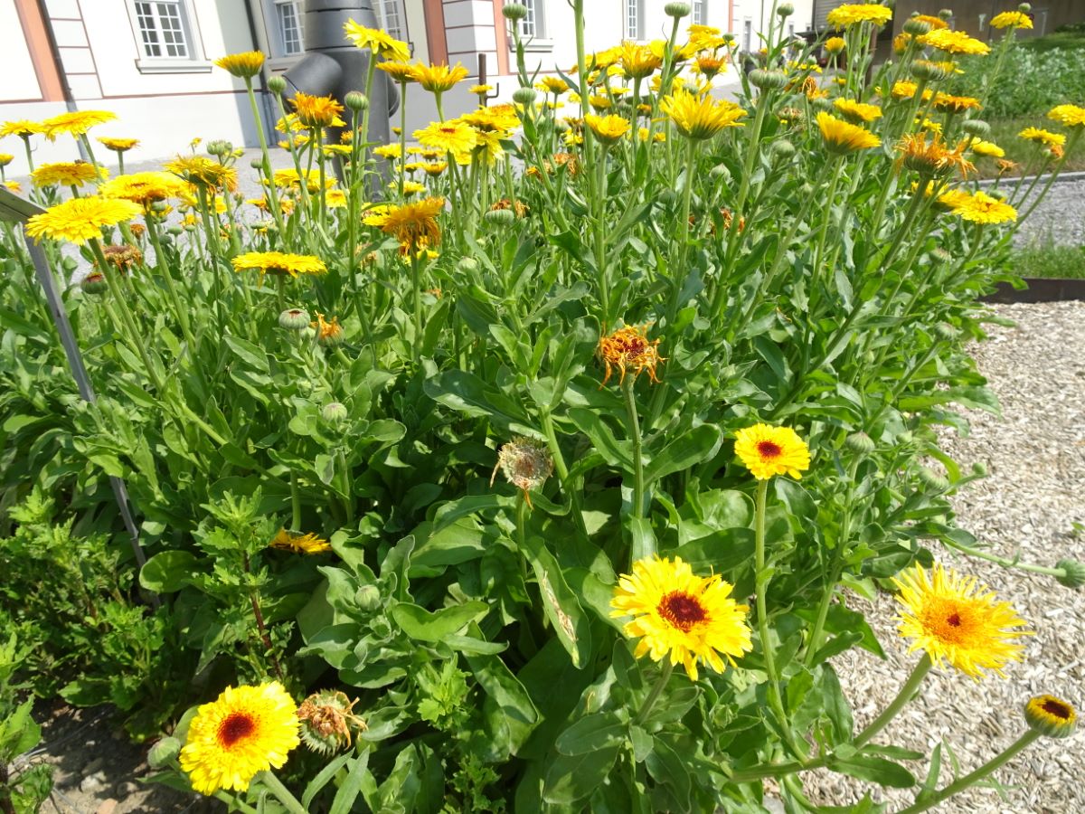 Princess Golden Black Center