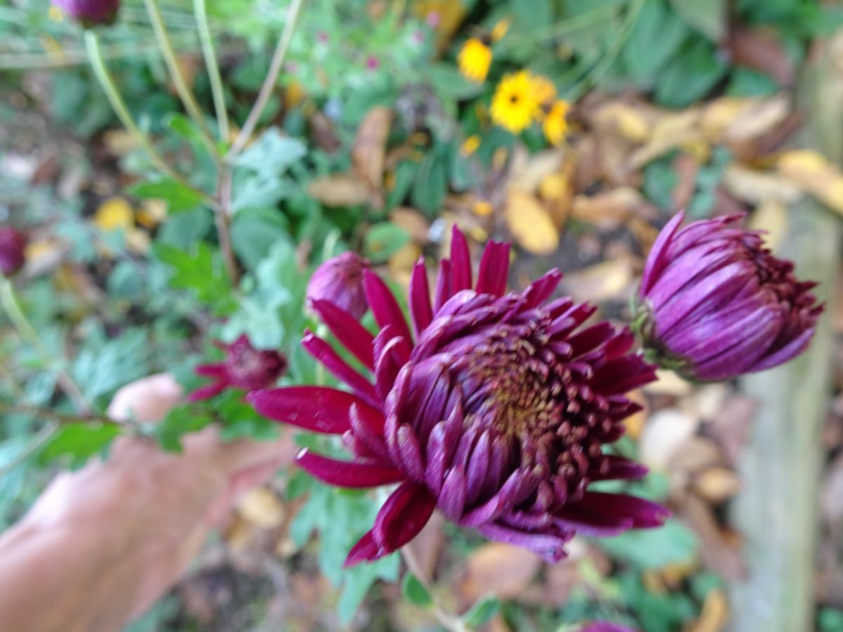Nebelrose