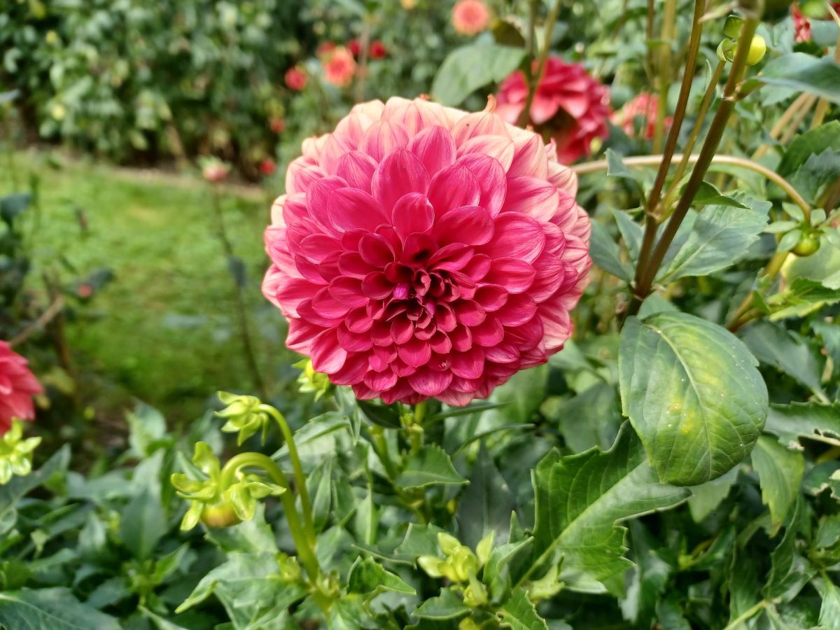 Altrosa von Fisibach