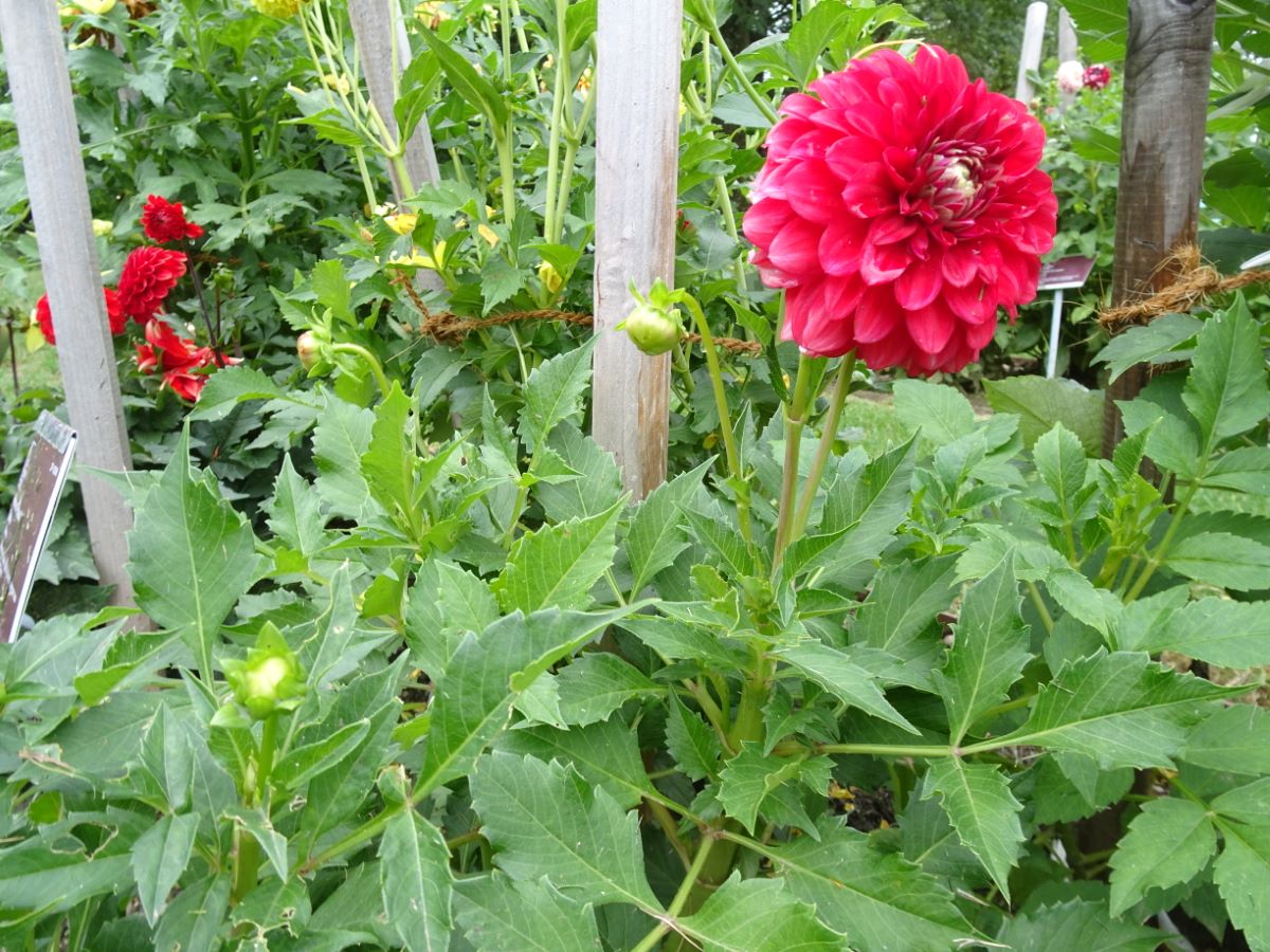 Altrosa von Fisibach