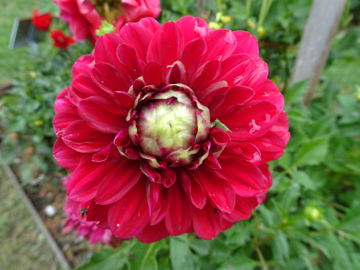 Altrosa von Fisibach