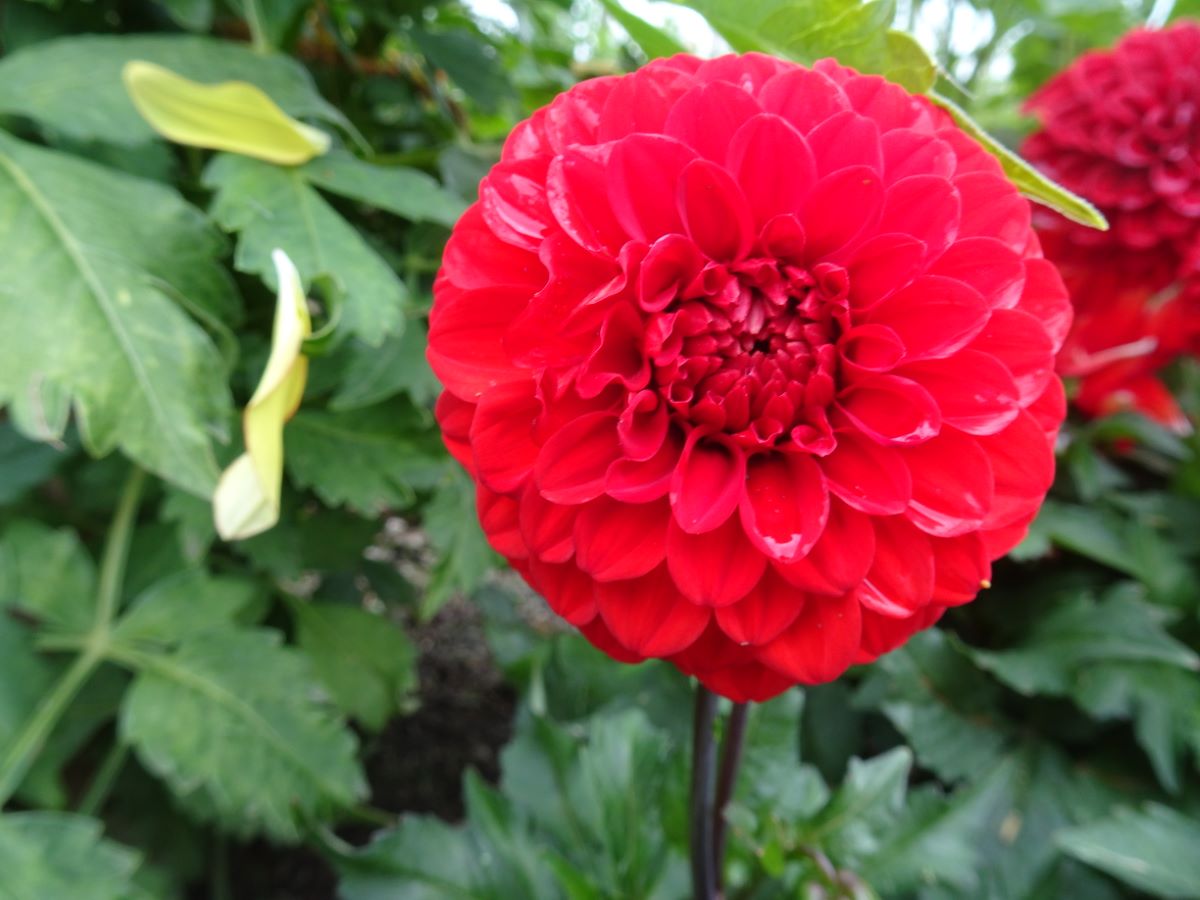 Rosarote von Fisibach