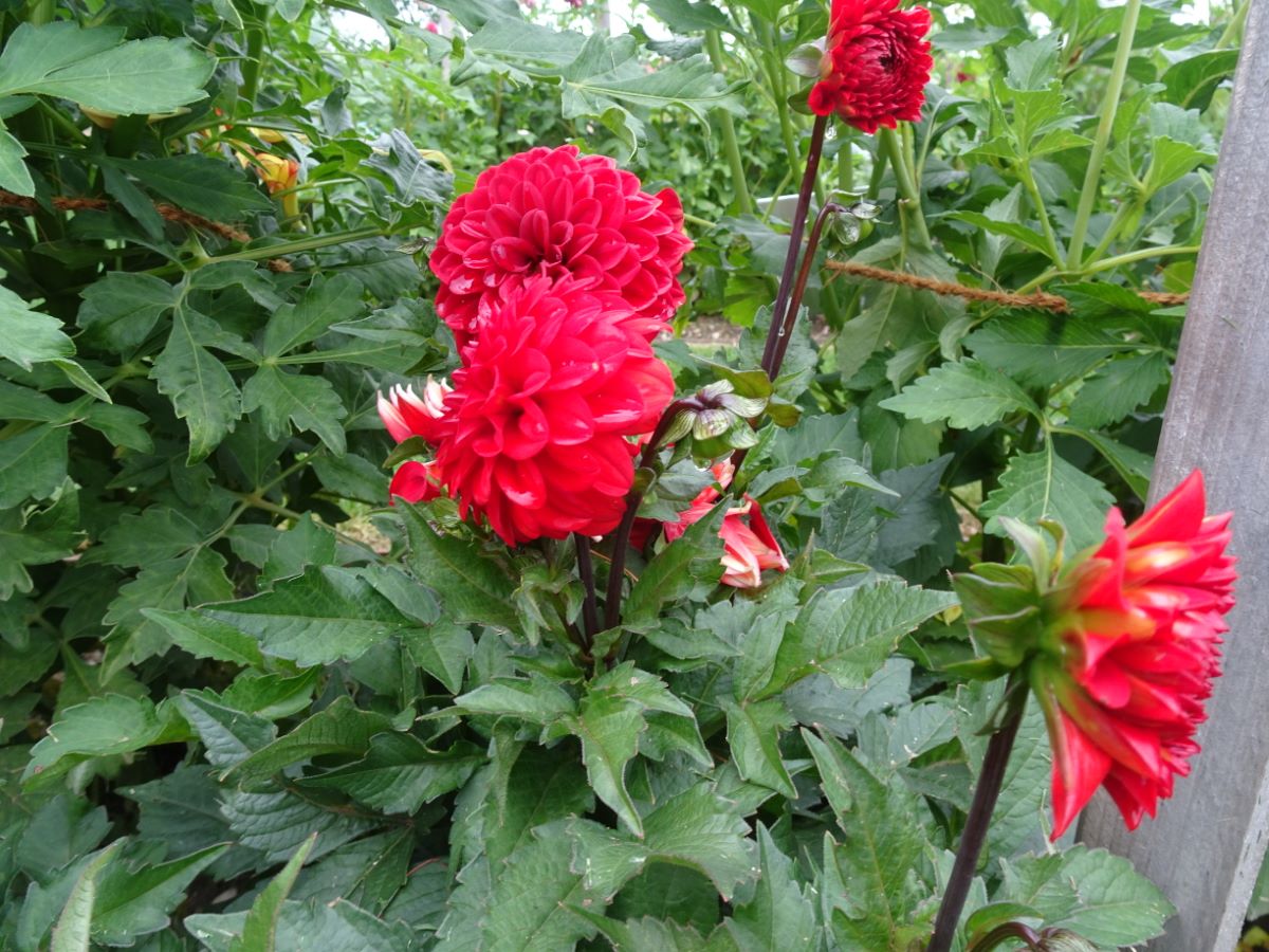 Rosarote von Fisibach