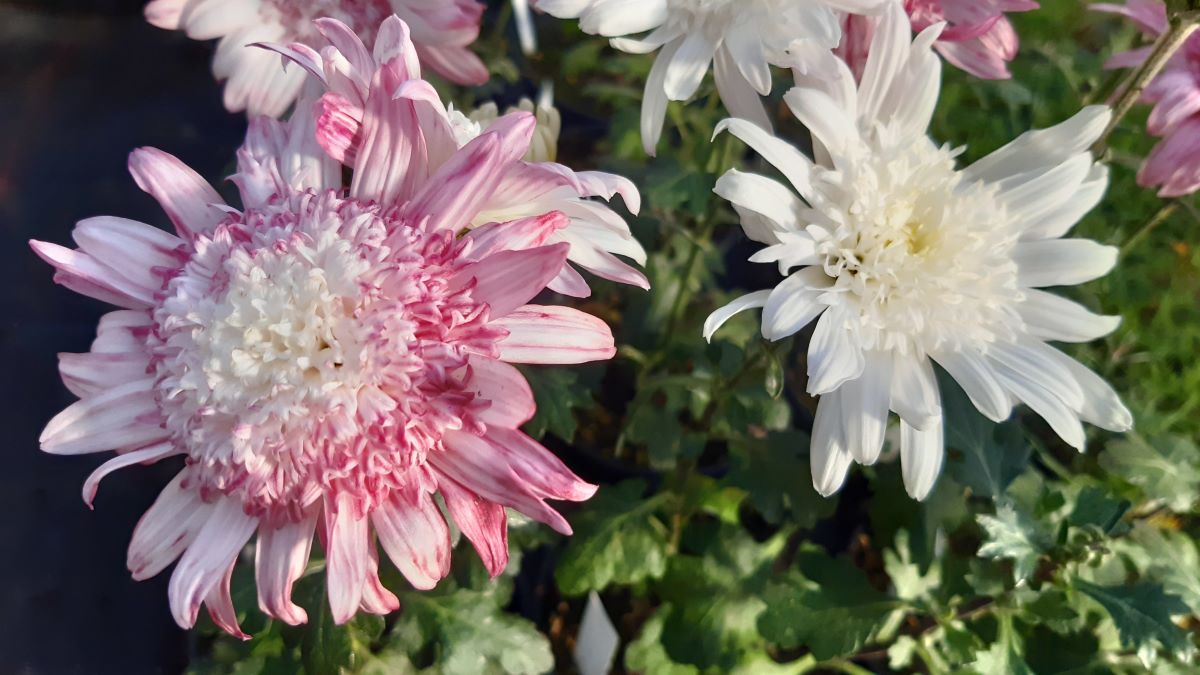 Weisse von Dallenbach