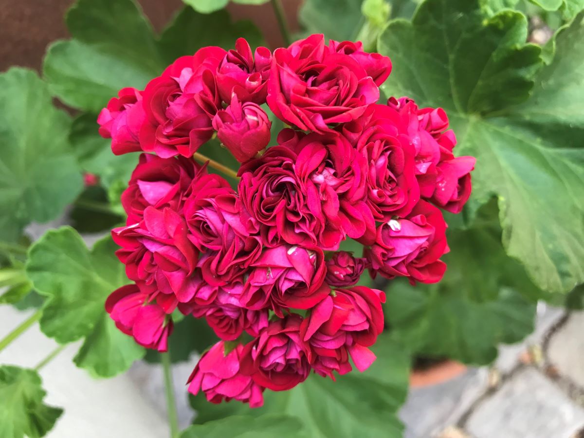 Röschen aus Zollbrück