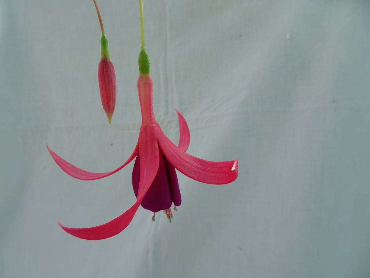 Red Spider