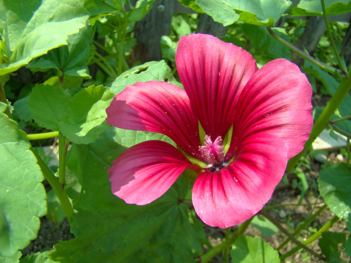 Malope trifida
