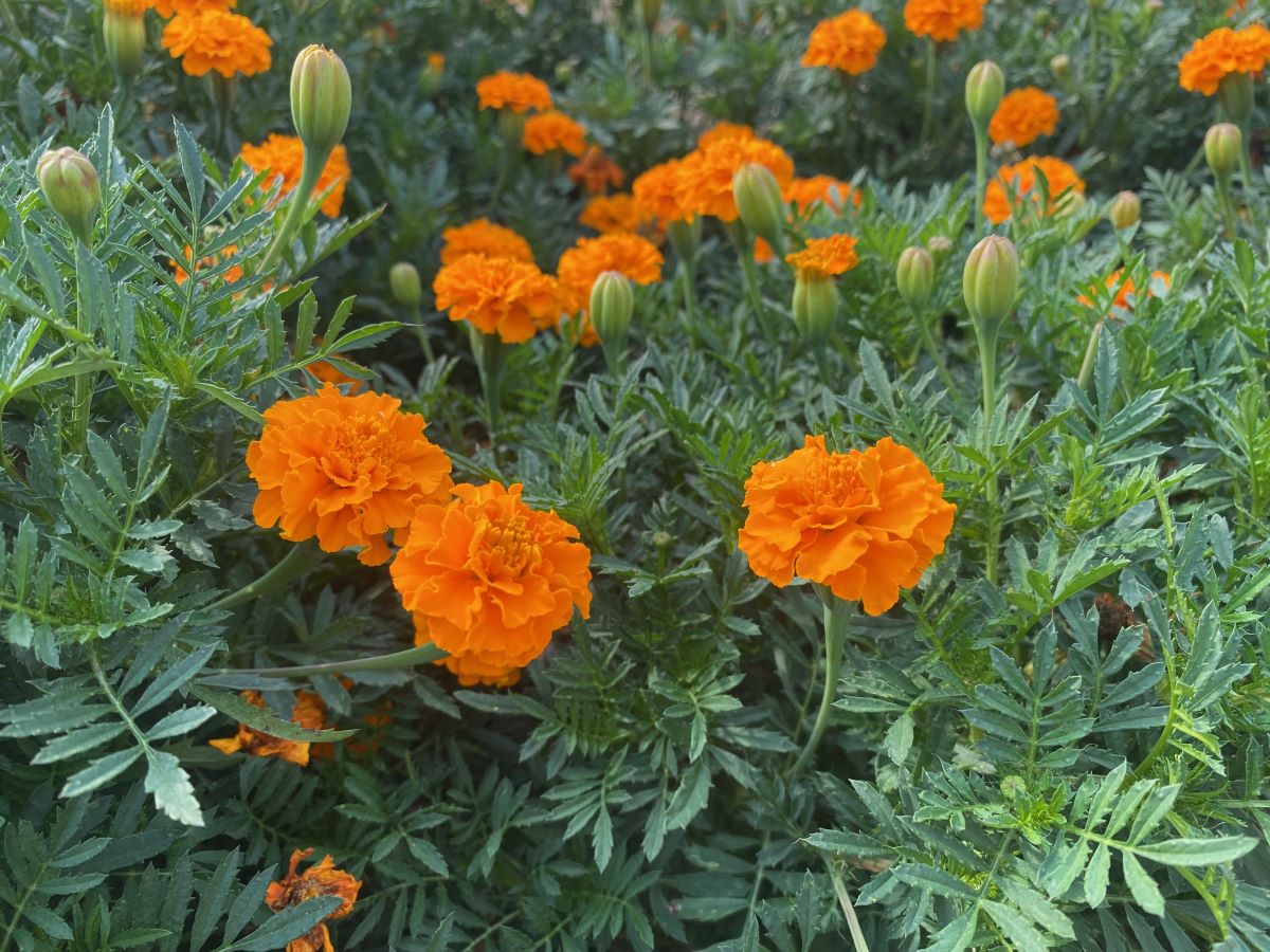 Petite Orange