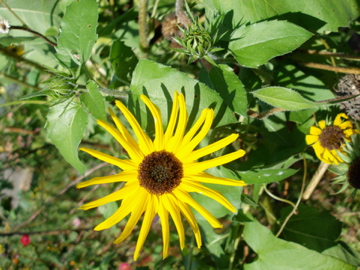 Gurkenblättrige Sonnenblume