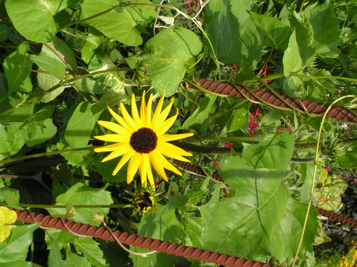 Gurkenblättrige Sonnenblume