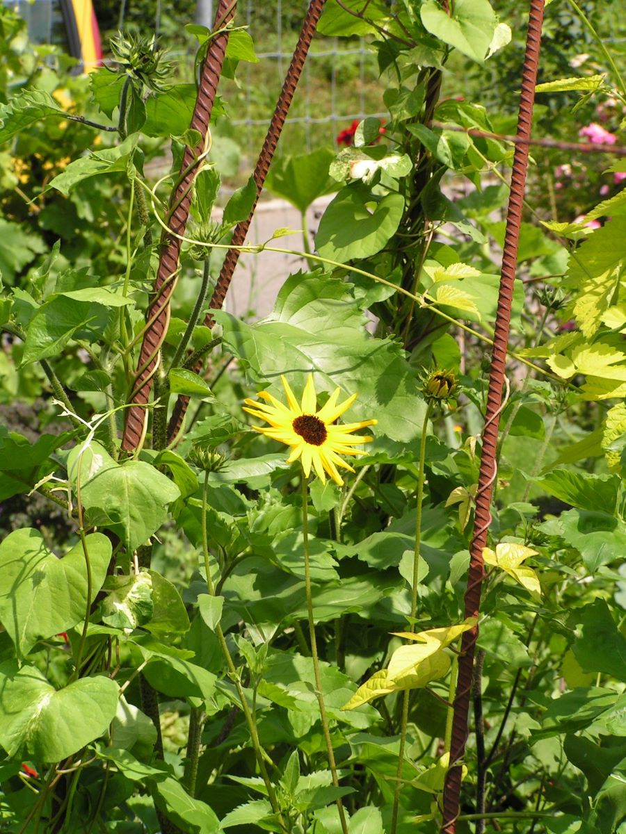 Gurkenblättrige Sonnenblume