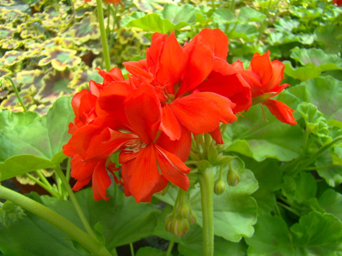 Schöne von Grenchen