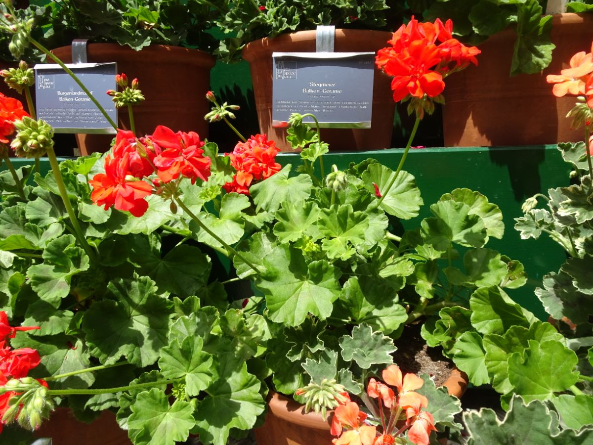 Schöne von Grenchen