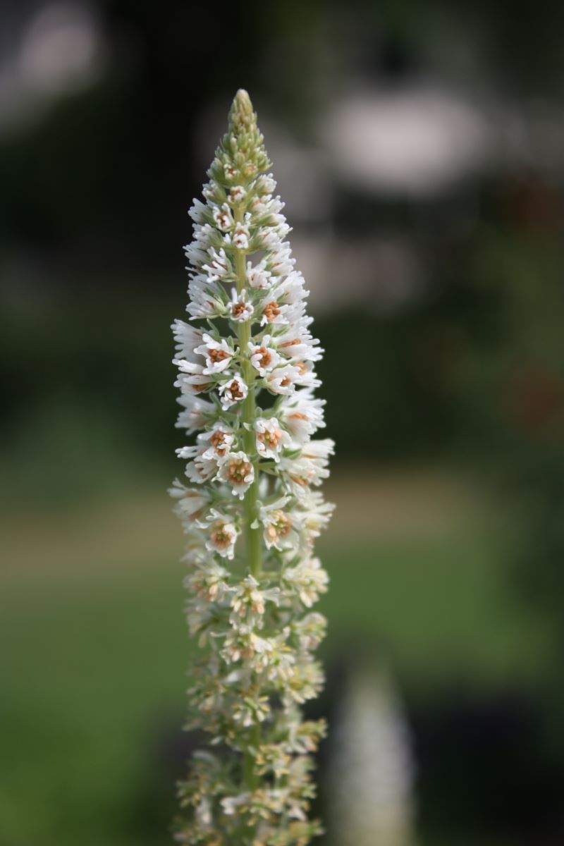 Reseda Alba