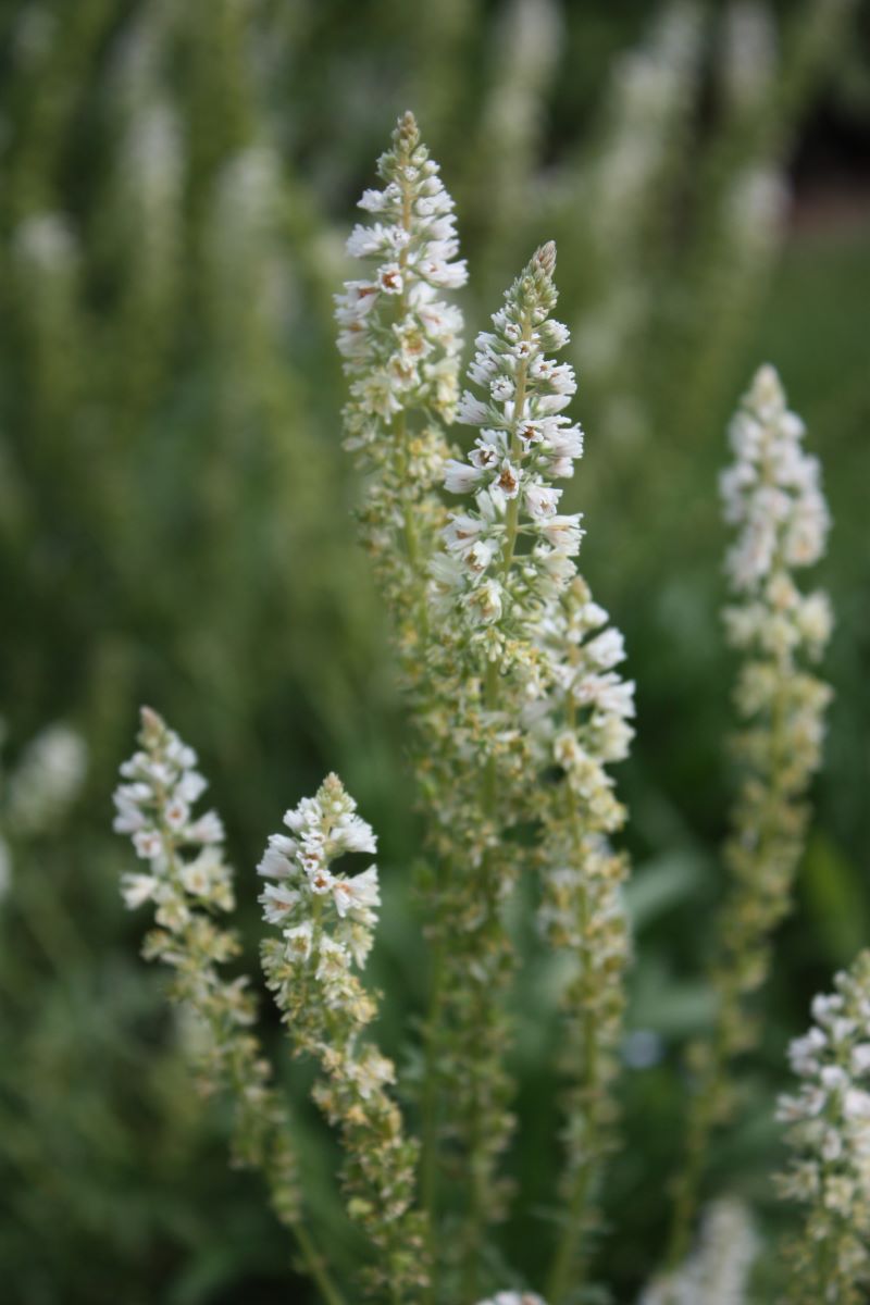 Reseda Alba