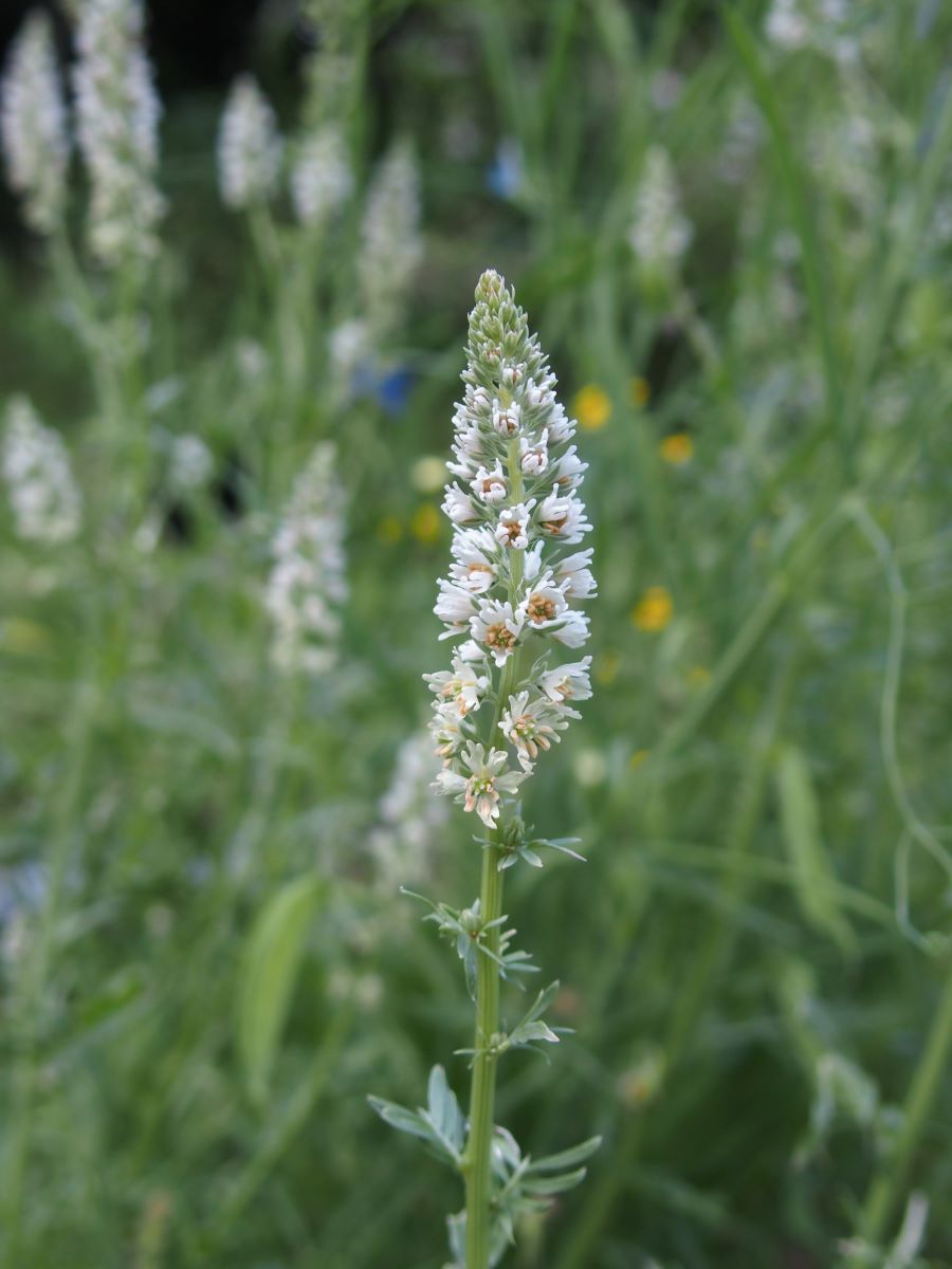 Reseda Alba