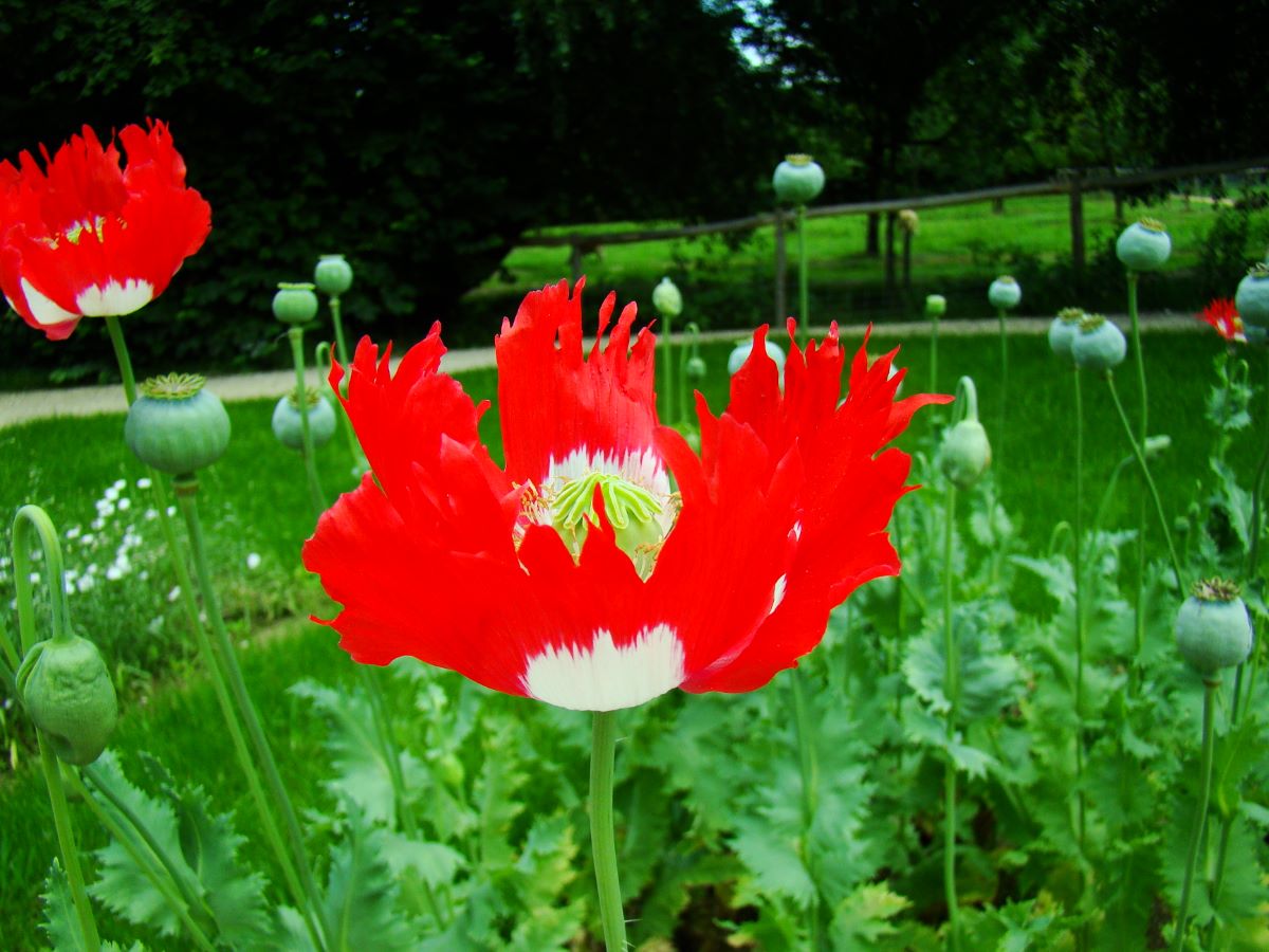 Schweizerkreuz
