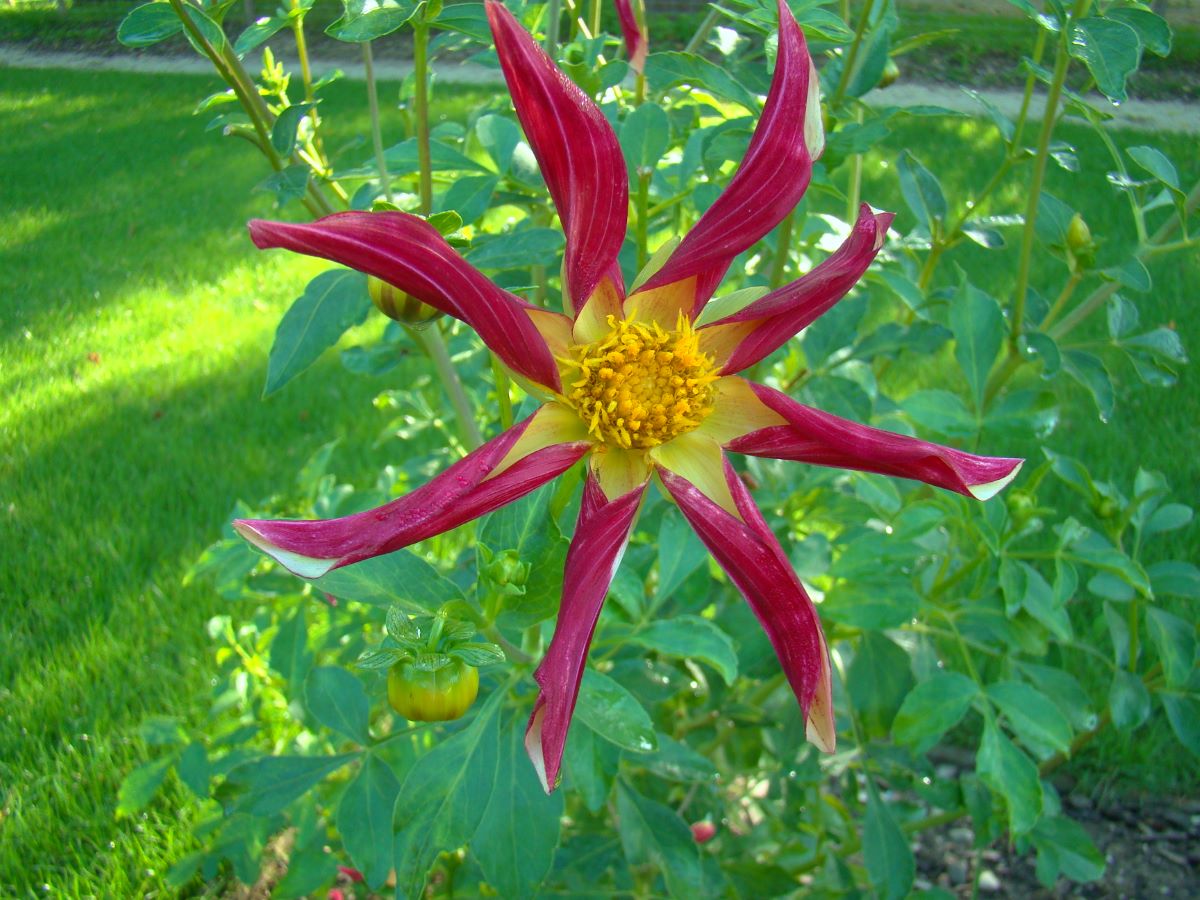 Moulin à vent de Bâle
