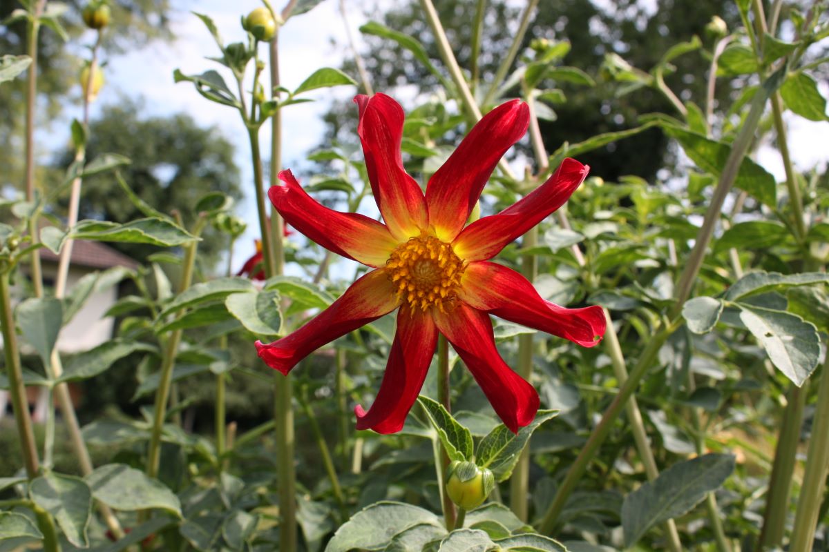 Moulin à vent de Bâle