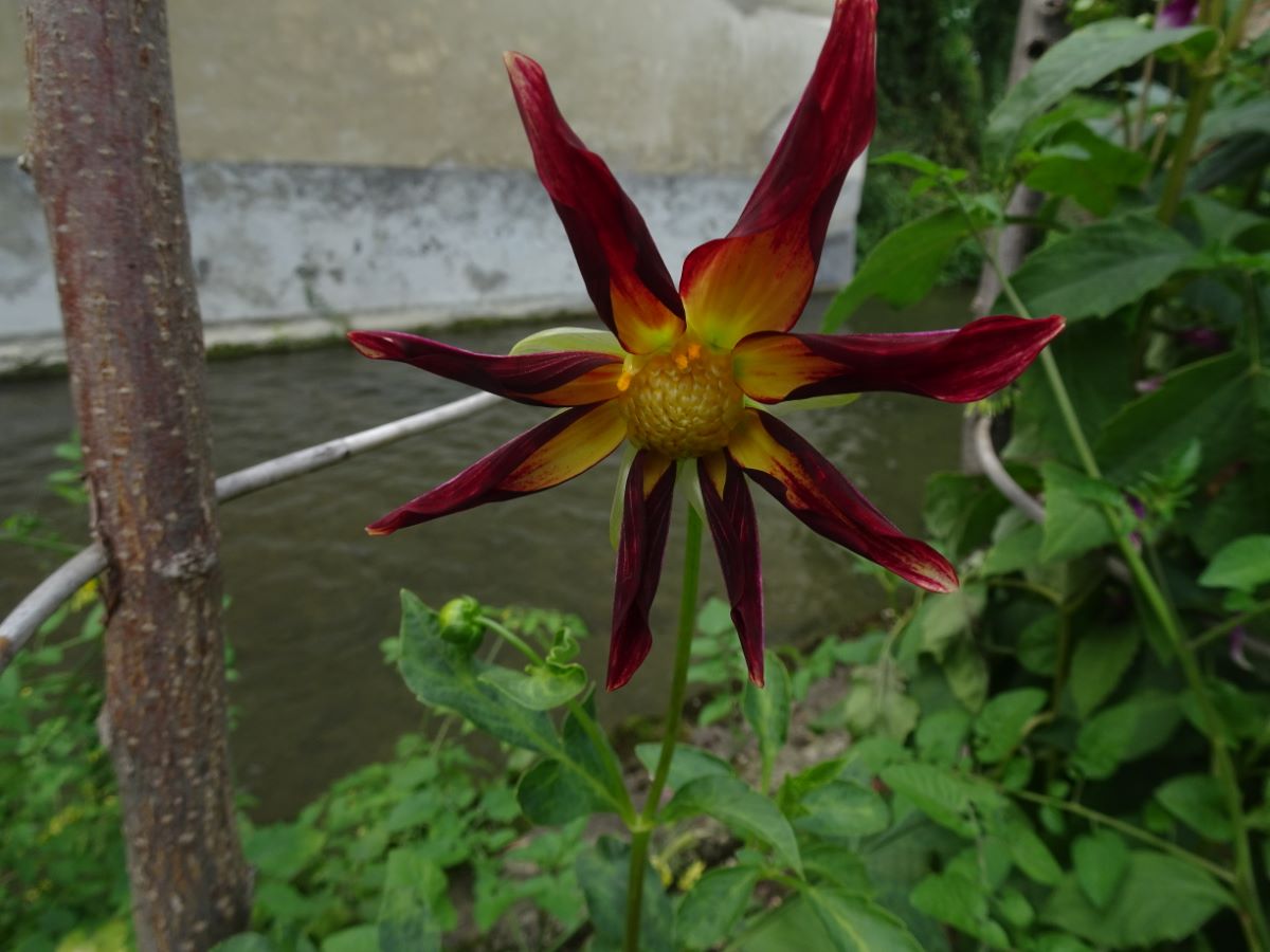 Moulin à vent de Bâle