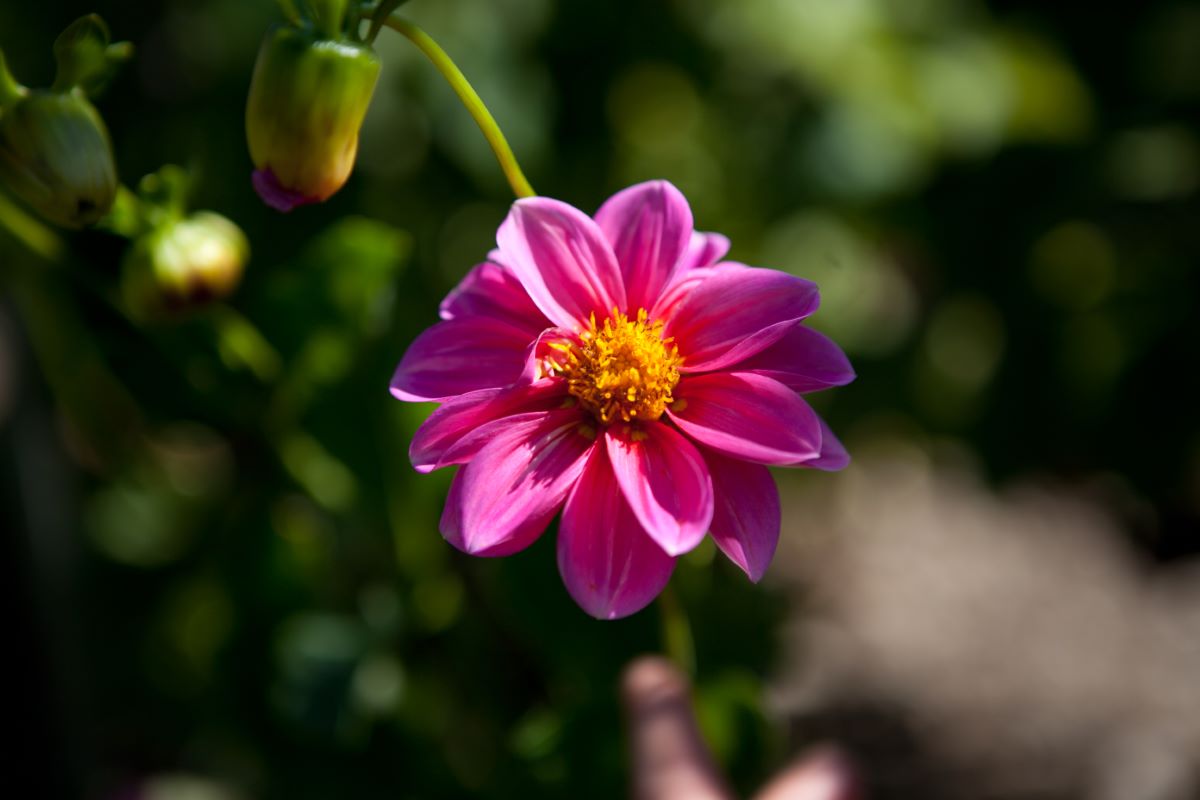 Rosa de Trubschachen