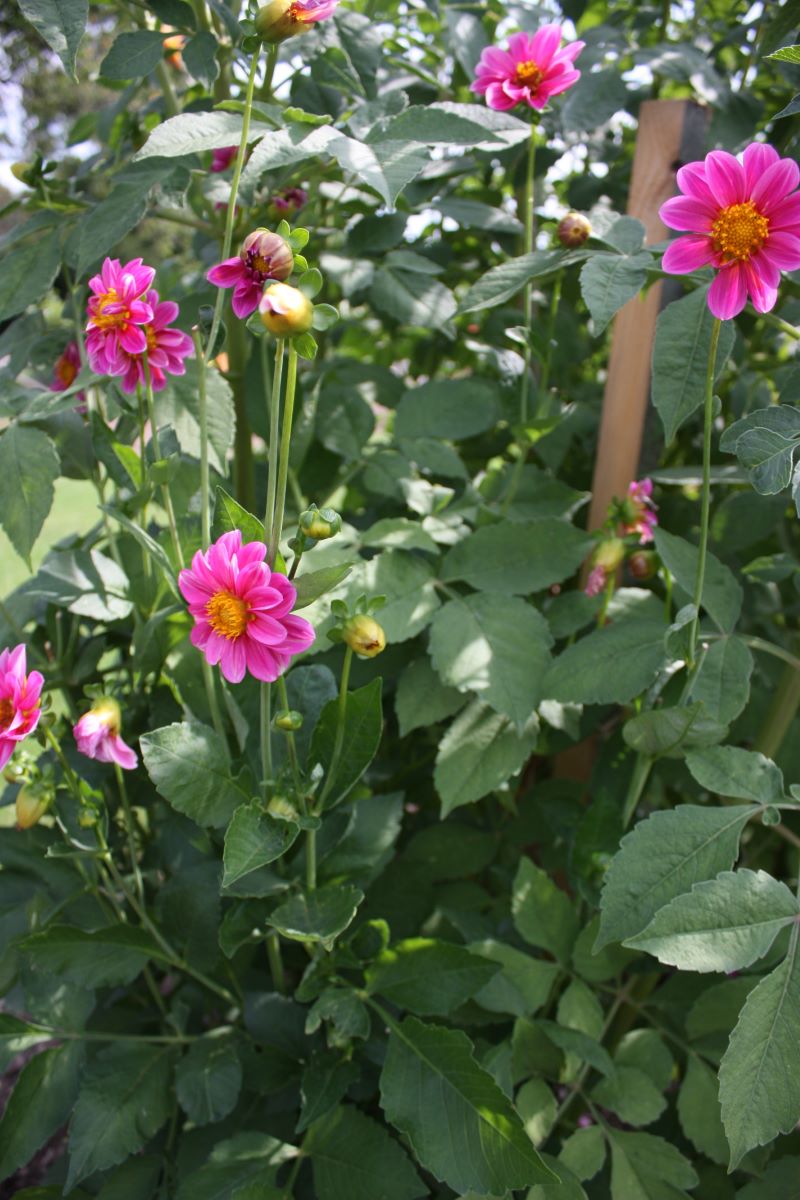 Rosa de Trubschachen