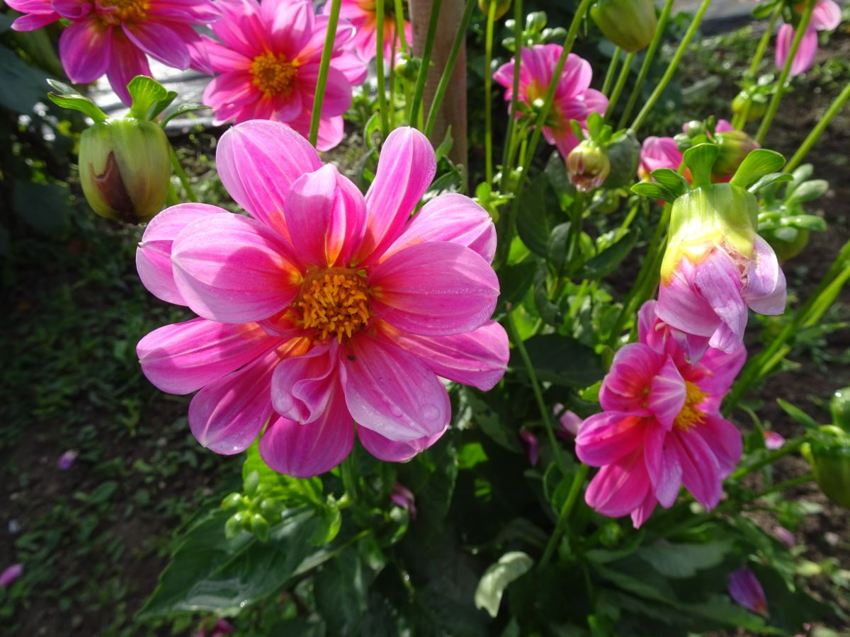 Rosa de Trubschachen