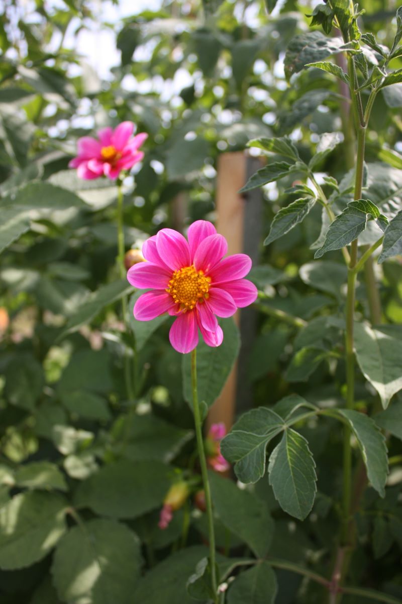 Rosa de Trubschachen