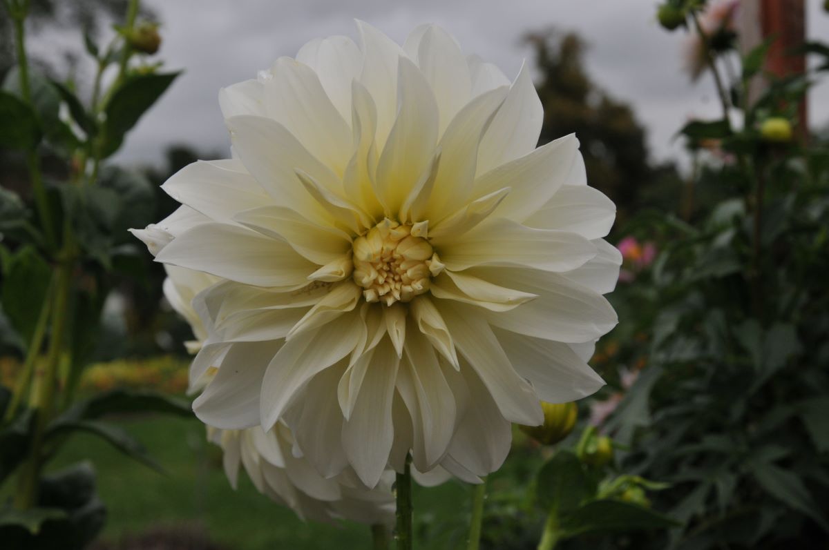 Prinzessin Irene von Preussen