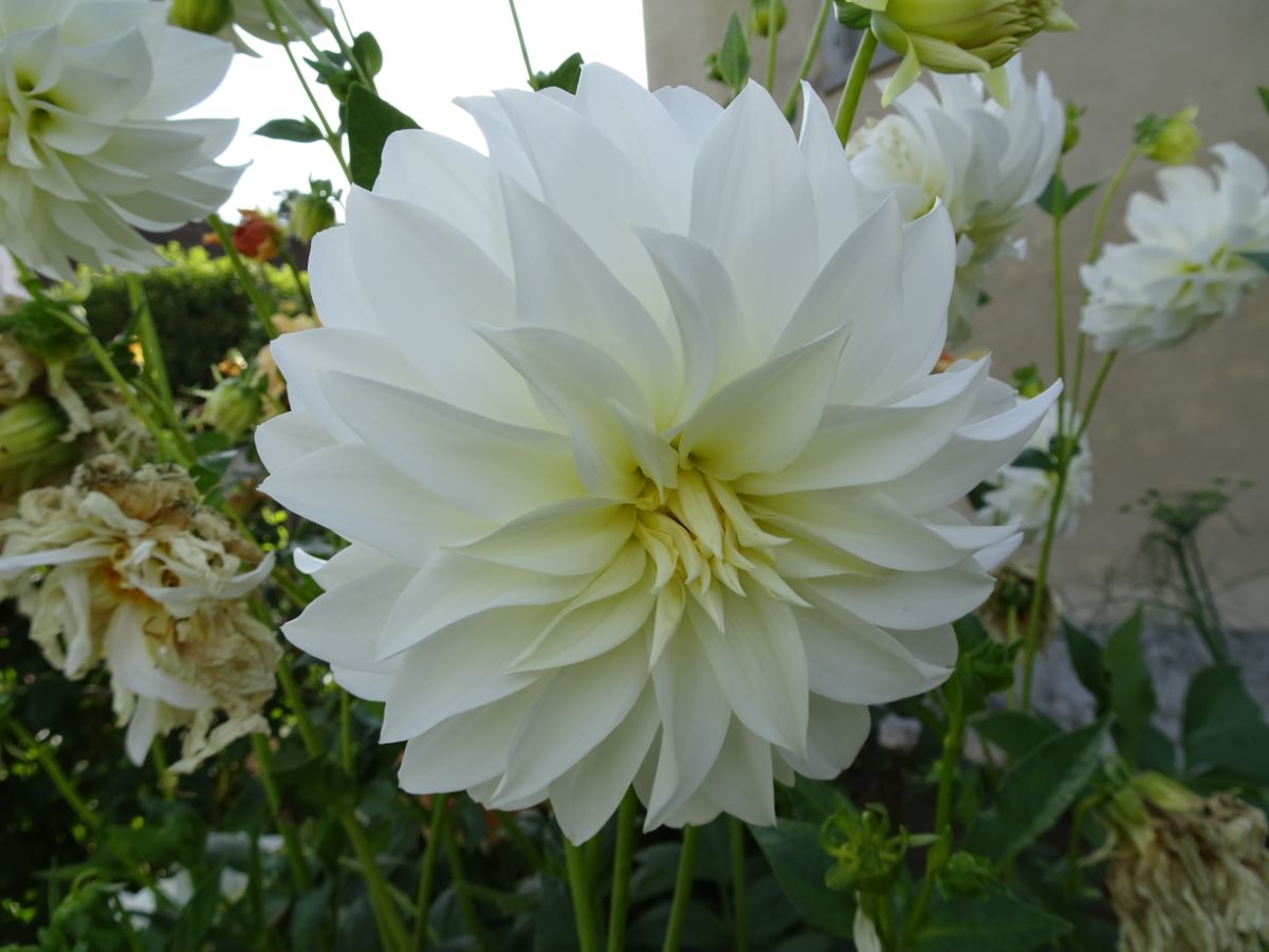 Prinzessin Irene von Preussen