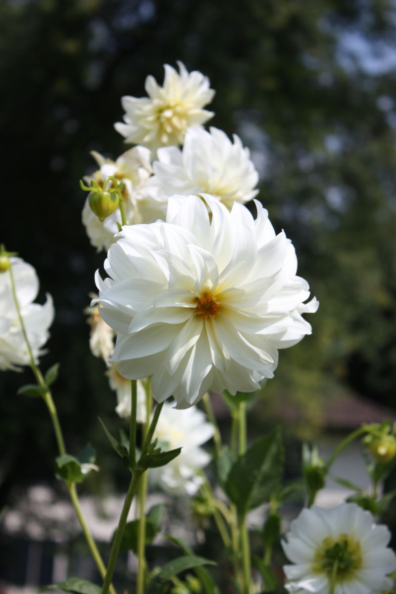 Prinzessin Irene von Preussen