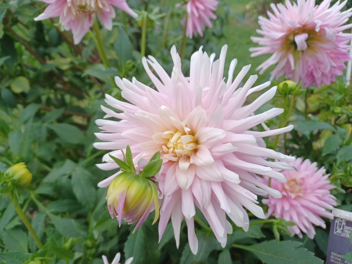 Alexander von Humboldt