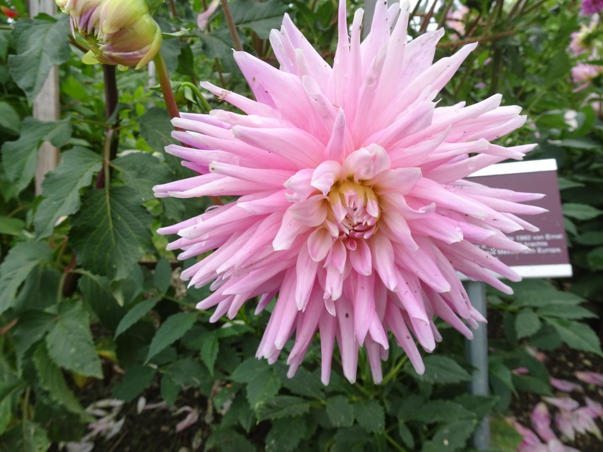 Alexander von Humboldt