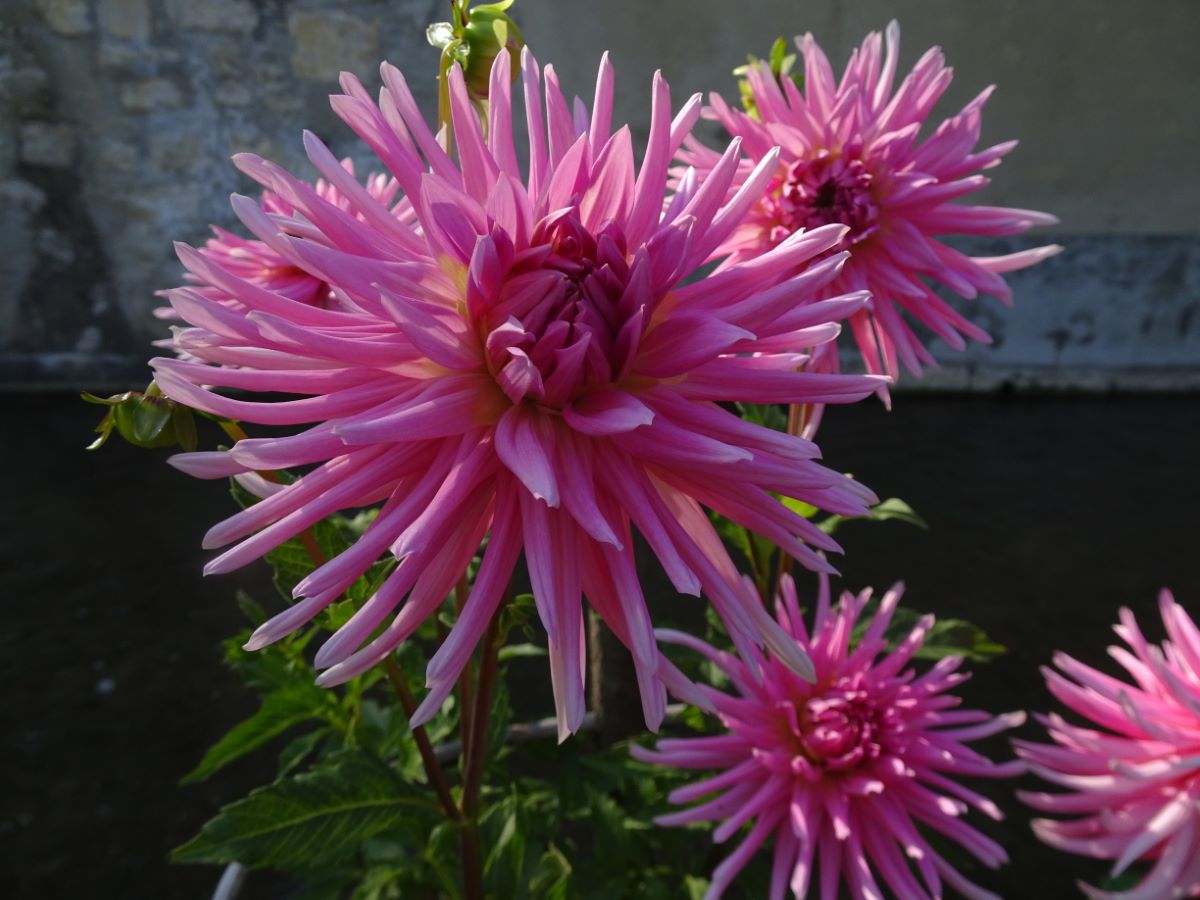 Rosa Kaktus aus Albeuve