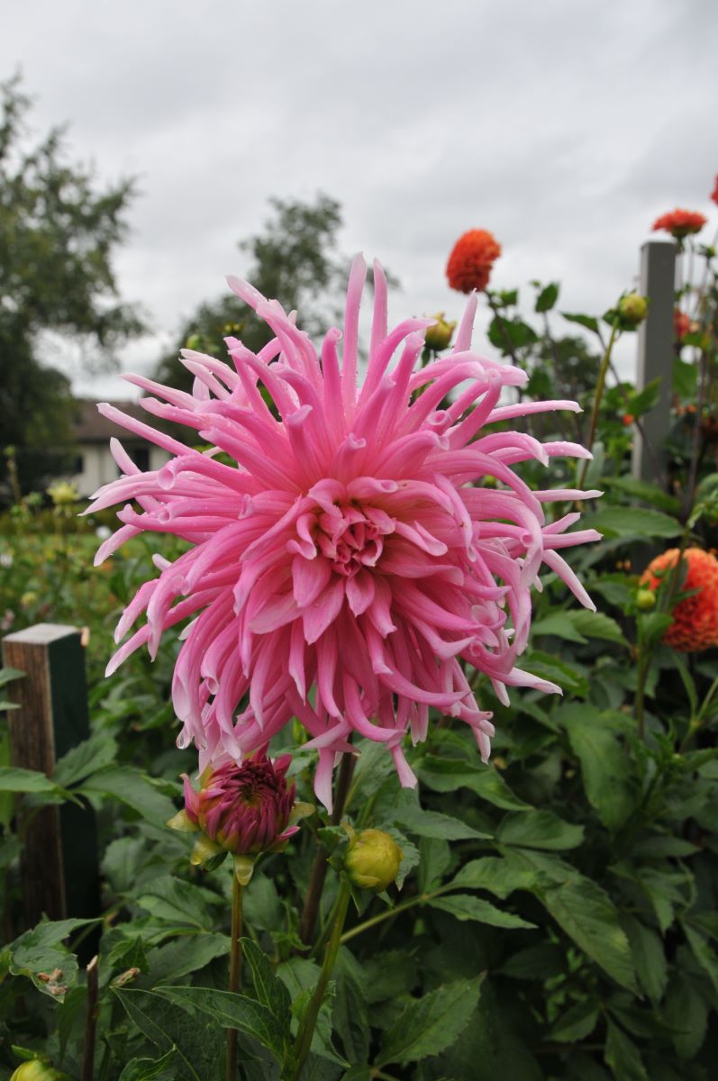 Rosa Kaktus aus Albeuve